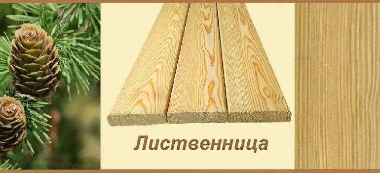 Лиственница сибирская саженцы купить в Кургане Товары для дома и дачи Авито