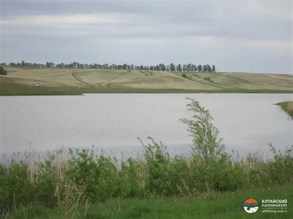 пруд село шахи алтайский край. алтайский край павловский район село шахи озеро. село шахи алтайский край. шахи барнаул. алтайский край павловский район село шахи озеро.