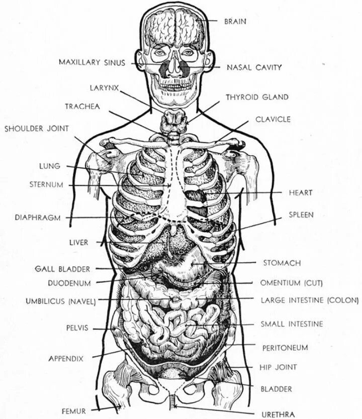 Анатомия человека 1. Скелет и внутренние органы человека схема расположения. Скелет человека с расположением внутренних органов. Внутренности человека анатомия схема. Скелет человека с органами в полный рост.