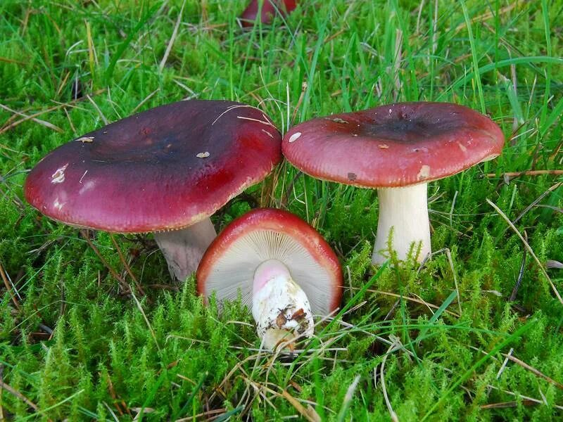 Сыроежка это. Сыроежка (Russula). Russula xerampelina. Сыроежка буреющая Russula xerampelina. Грибочек сыроежка.