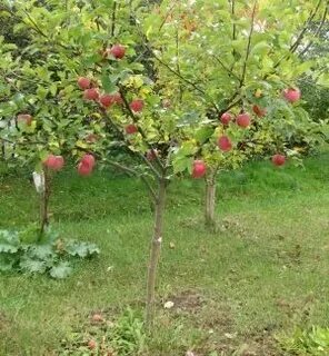 Яблоня на карликовом подвое