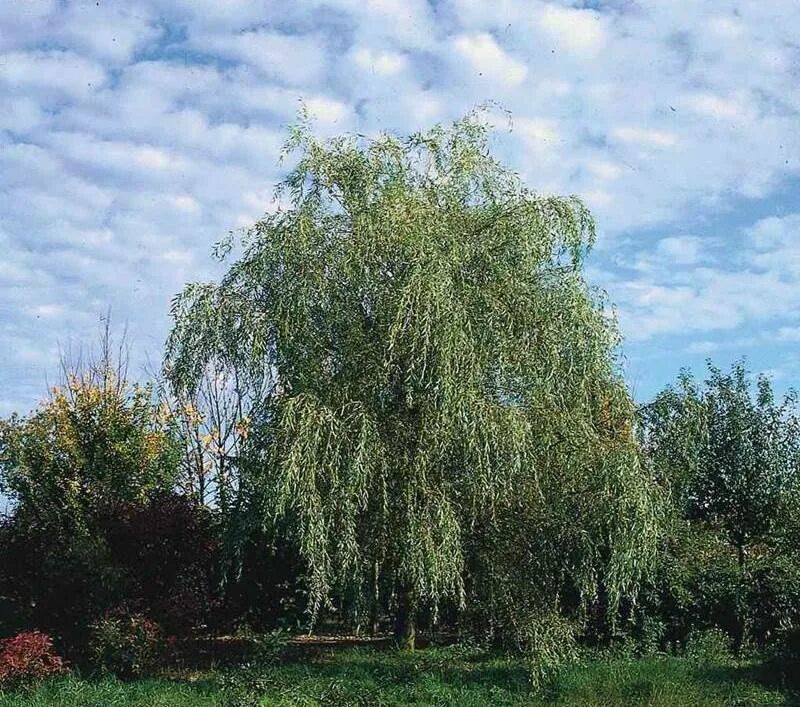 Ива Salix Alba. Ива белая Тристис. Ива белая Саликс Альба. Ива белая (Salix Alba l.)