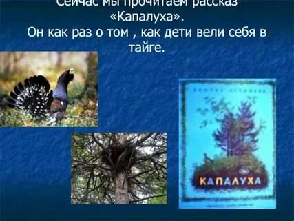 Рассказ капалуха читать весь рассказ