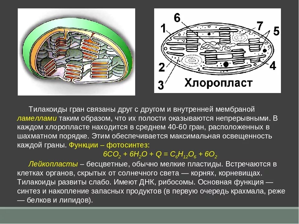 Хлоропласт грана тилакоидов