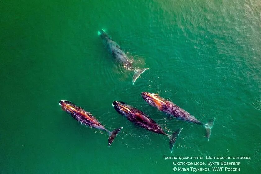 Кто водится в охотском море. Рыба собака в охотском море. Сообщение о охотском море. Кто водится в охотском море. Кто водится в охотском море.