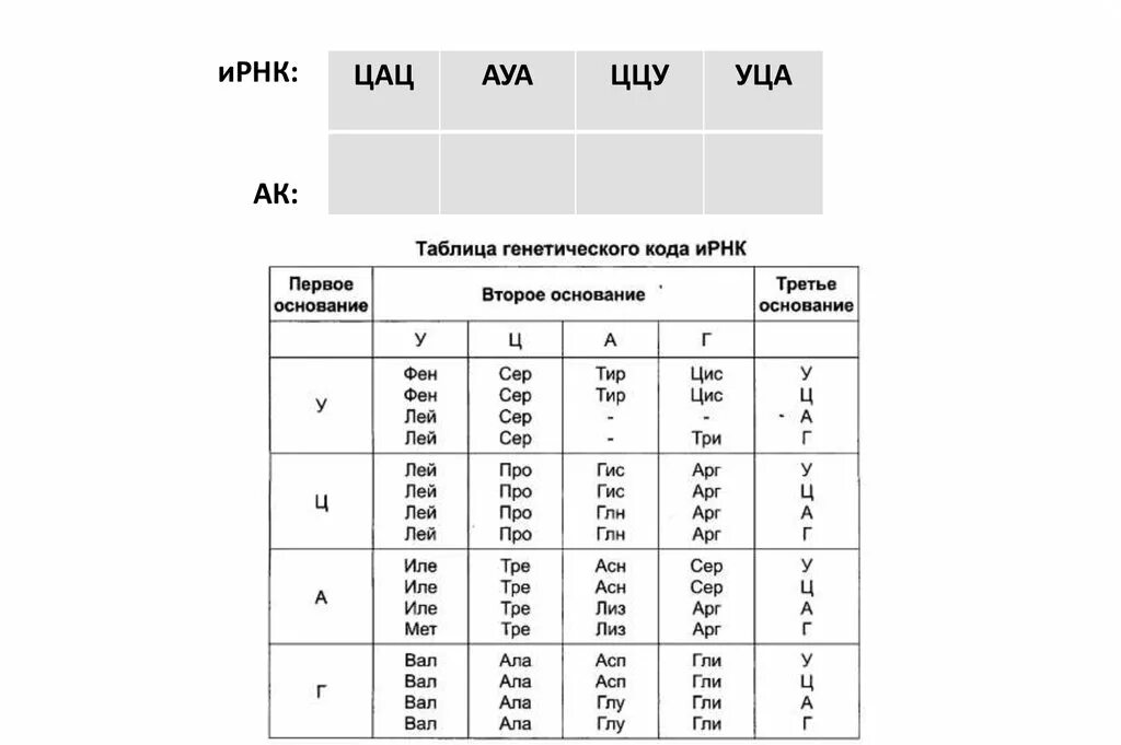 Ала фен лей вал. Таблица ИРНК. Генетический код таблица. Генетический код ИРНК таблица. Таблица ген кода ИРНК.