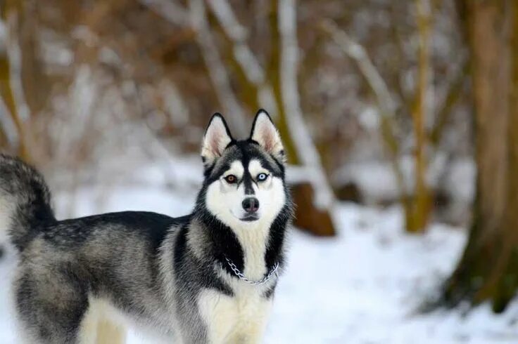 Husky Chat on Apple Podcasts Husky, Wolf spirit animal, Dog breeds