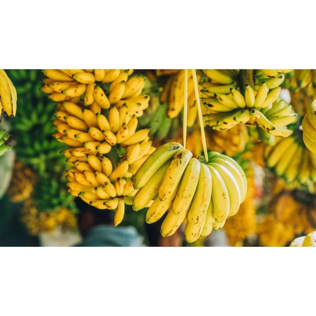 Бананы на ветке. Банановый сад. Банановая ветка. Гора бананов. 3 бананов в день