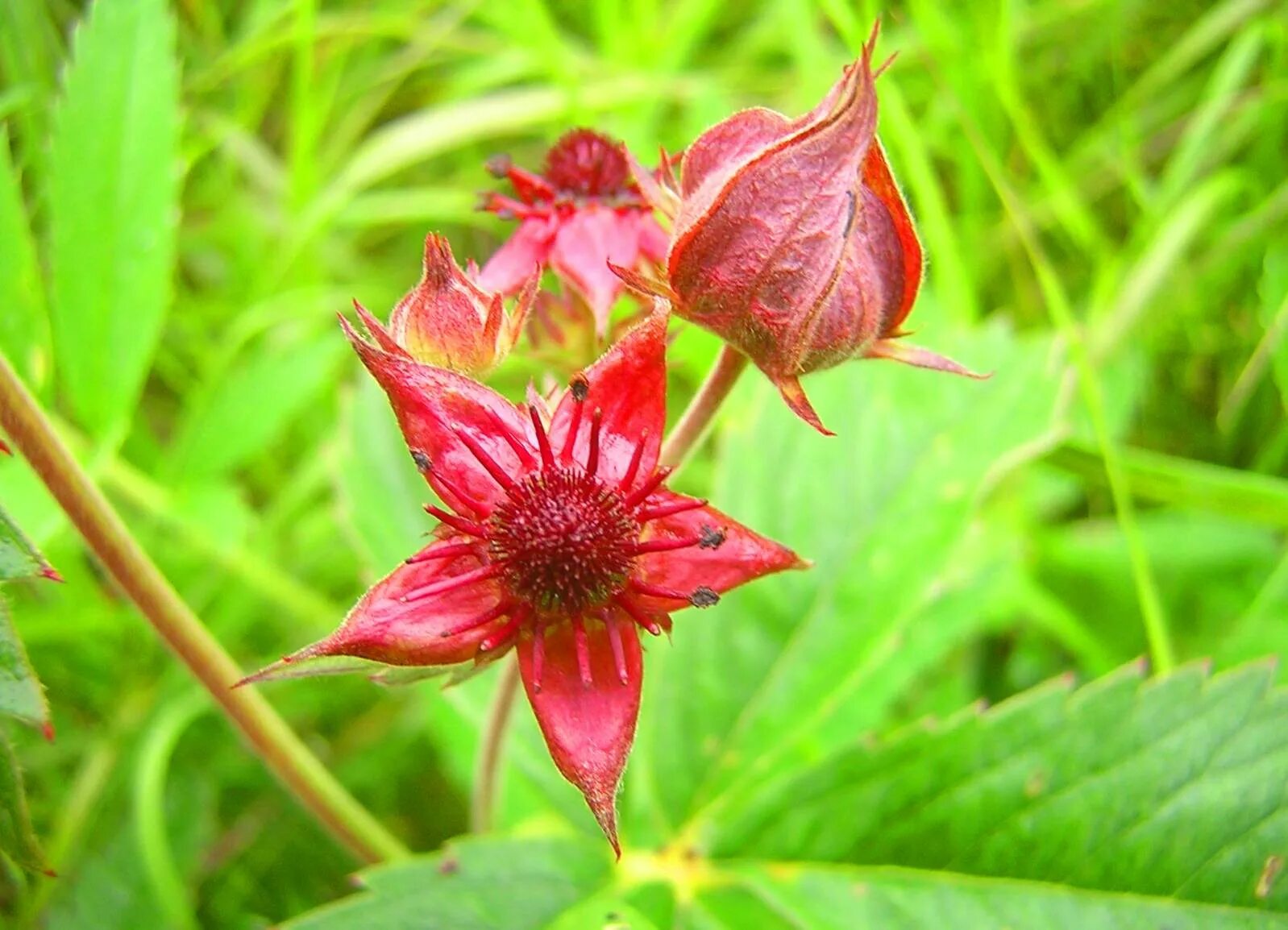 Сабельник болотный настой. Сабельник корень. Сабельник полезные свойства и противопоказания. Сабельник болотный. Сабельник полезные свойства и противопоказания.