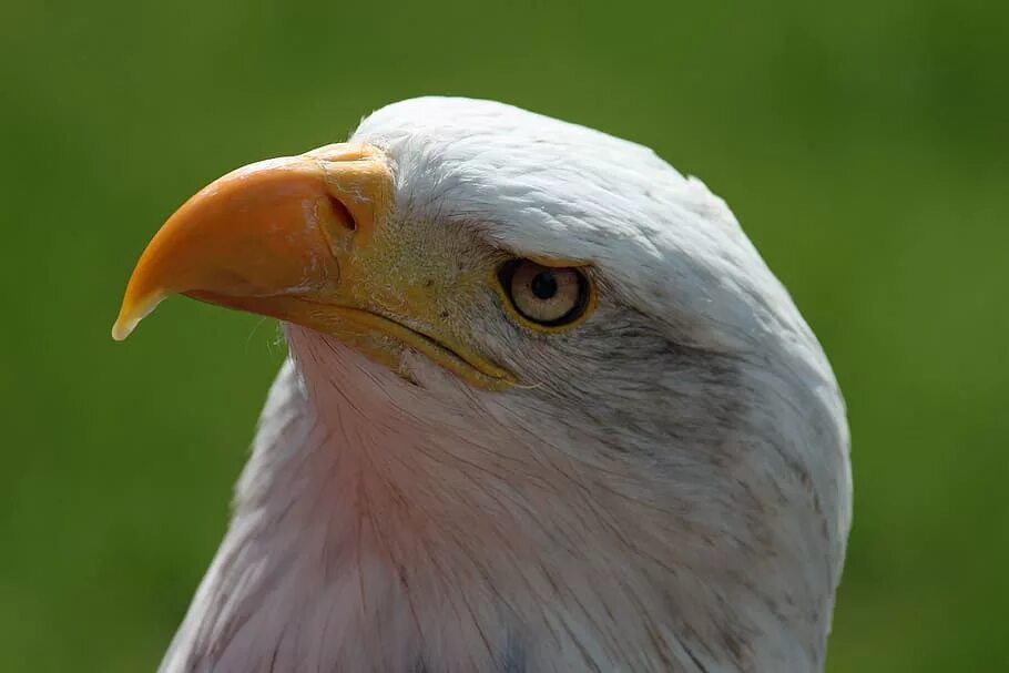 Орел портрет. Клюв птицы с белой головой. whitehead eagle. портреты птиц фото.