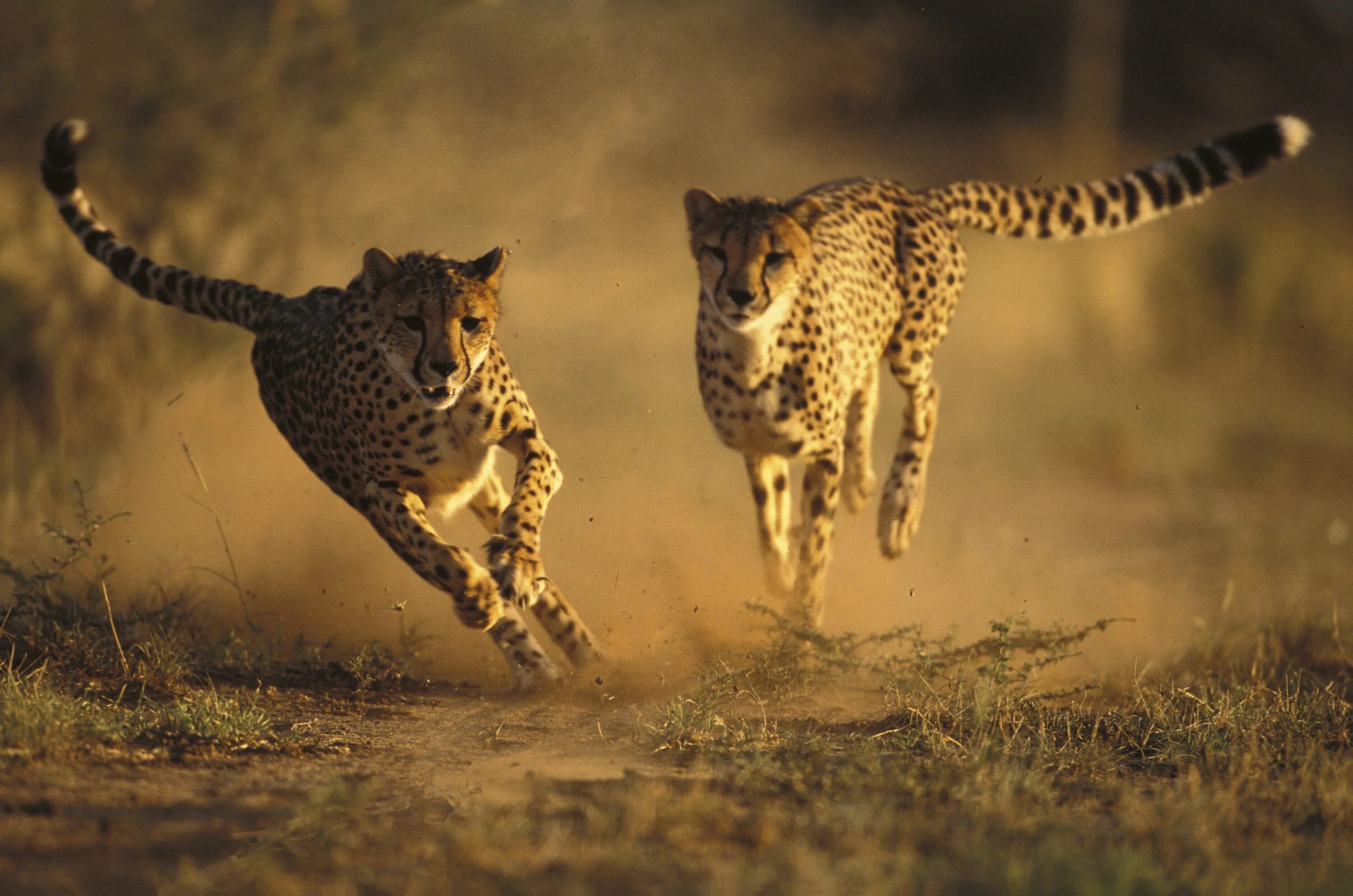 «Леопард в движении» Криса Орфеску.. Северо Западный Африканский гепард. Африка Саванна гепард. Гепард бежит.