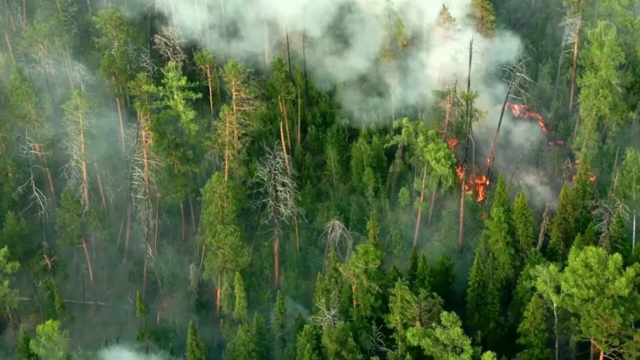 Хвойный пожар. Пожар в лесу. Лесные пожары на Дальнем востоке. Пожар в лесу с воздуха. Леса Сибири пожар.