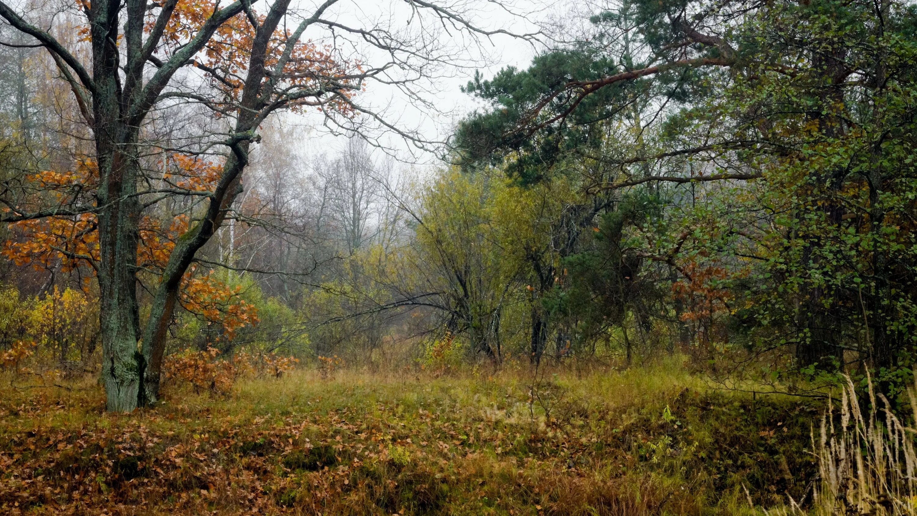 Поздней осени какое число. Поздняя осень. Поздняя осень в лесу. Лес поздней осенью. Дерево в лесу поздней осенью.