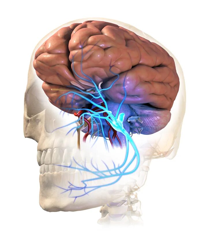 Тройничный нерв справа. Тройничный нерв. Neuralgia тройничный нерв. Trigeminal Neuralgia causes. Тройничный нерв головного мозга.