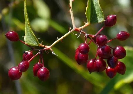 Sarsaparilla