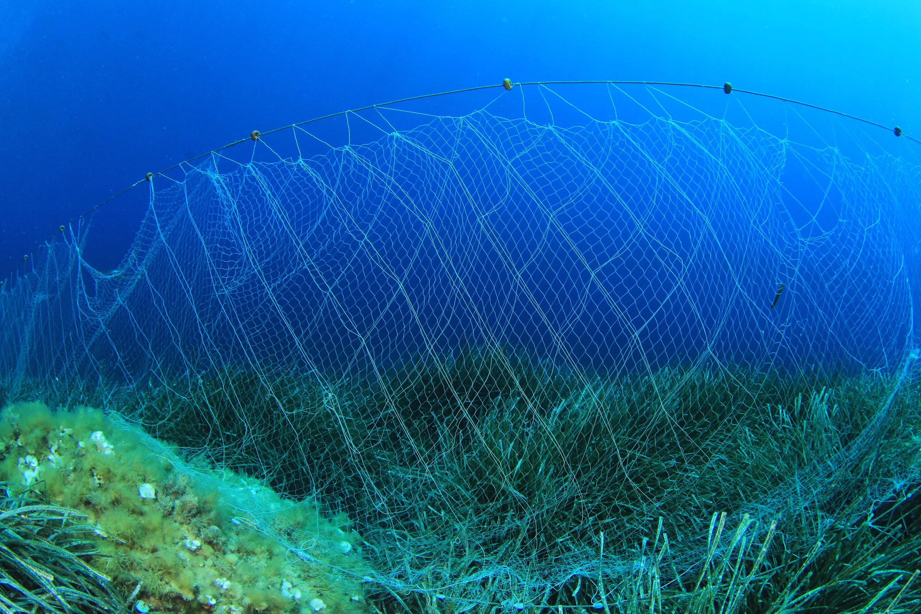 Fishing net перевод. Рыболовная сеть в воде. Рыболовные сети в море. Рыба в сети. Морская сеть.