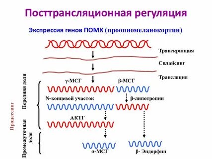 Гена генов волгоград