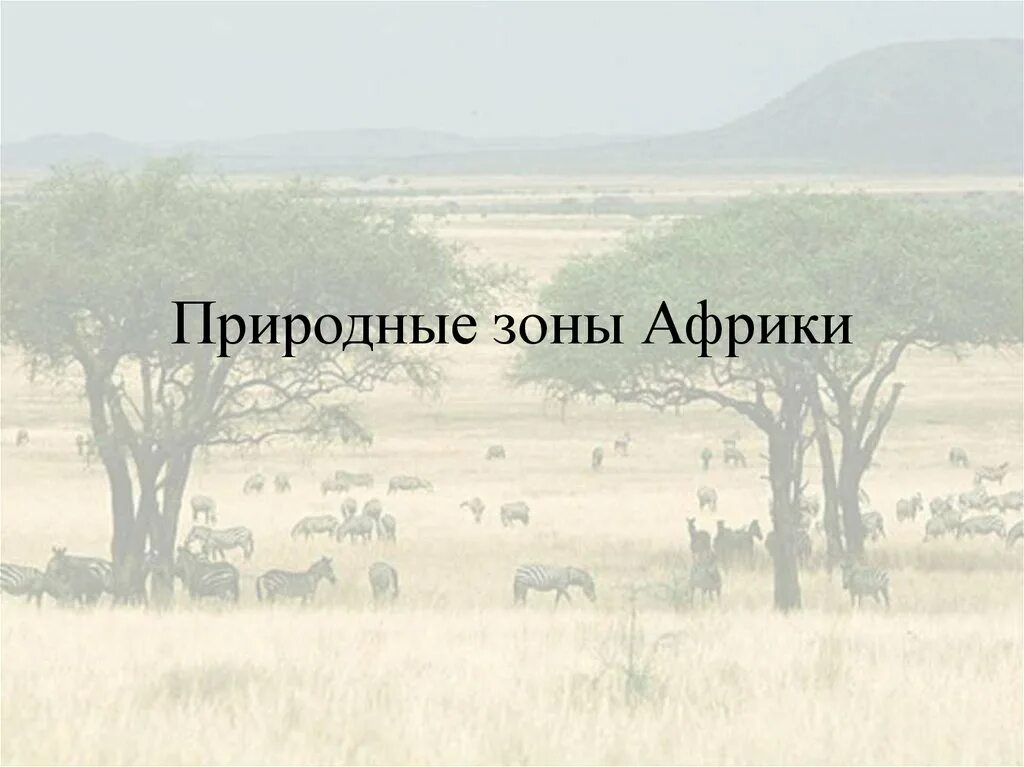 5 природных зон африки. Природные зоны Африки. Проект по теме природные зоны Африки. Природные зоны Африки презентация. Природные зоны Африки для дошкольников.