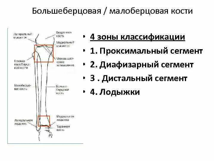 Анатомия : Кости голени. Большеберцовая кость.