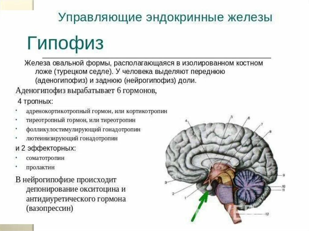 Гипофиз как улучшить его. Эндокринная система гипофиз и железы. Гипофиз железа овальной формы. Эндокринные железы головного мозга.