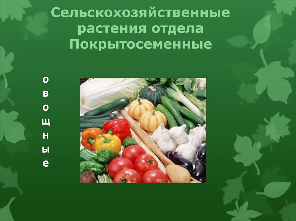 Роль покрытосеменных. Сельскохозяйственные растения. Сельскохозяйственные Покрытосеменные растения. Овощные культурные Покрытосеменные растения. Сельское хозяйственное растение.