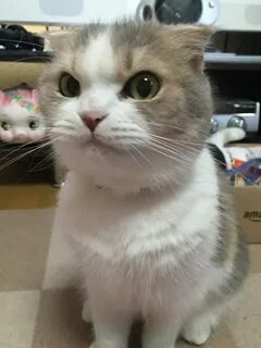 Подозрительный кот