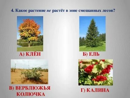 Какое растение не растет в зоне смешанных
