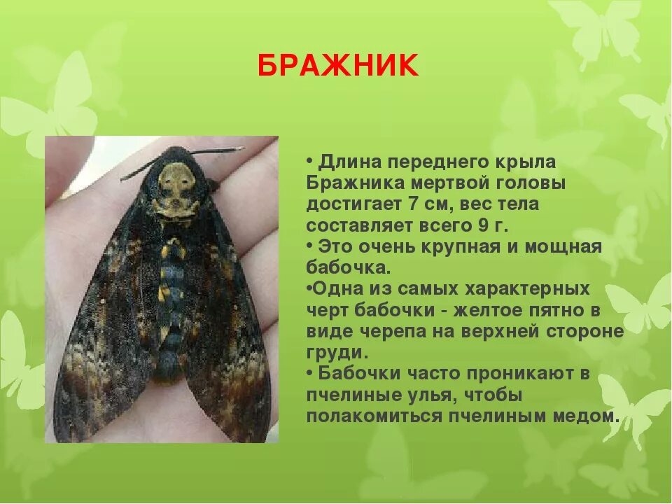 На территории Государственного заповедника "Утриш" было обнаружена гусеница. Дик