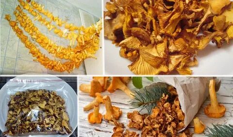Лисички в электросушилке