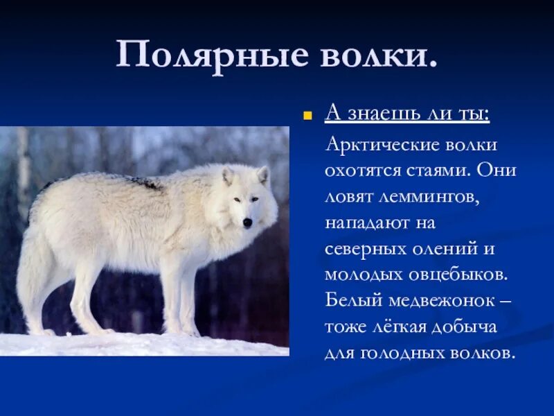 Полярный волк где находится на карте. Полярный волк описание. Полярный волк доклад. Белый Полярный волк. Сообщение о белом волке.