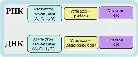 Состав днк и рнк