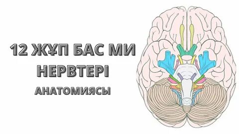 Швед порно гиганты