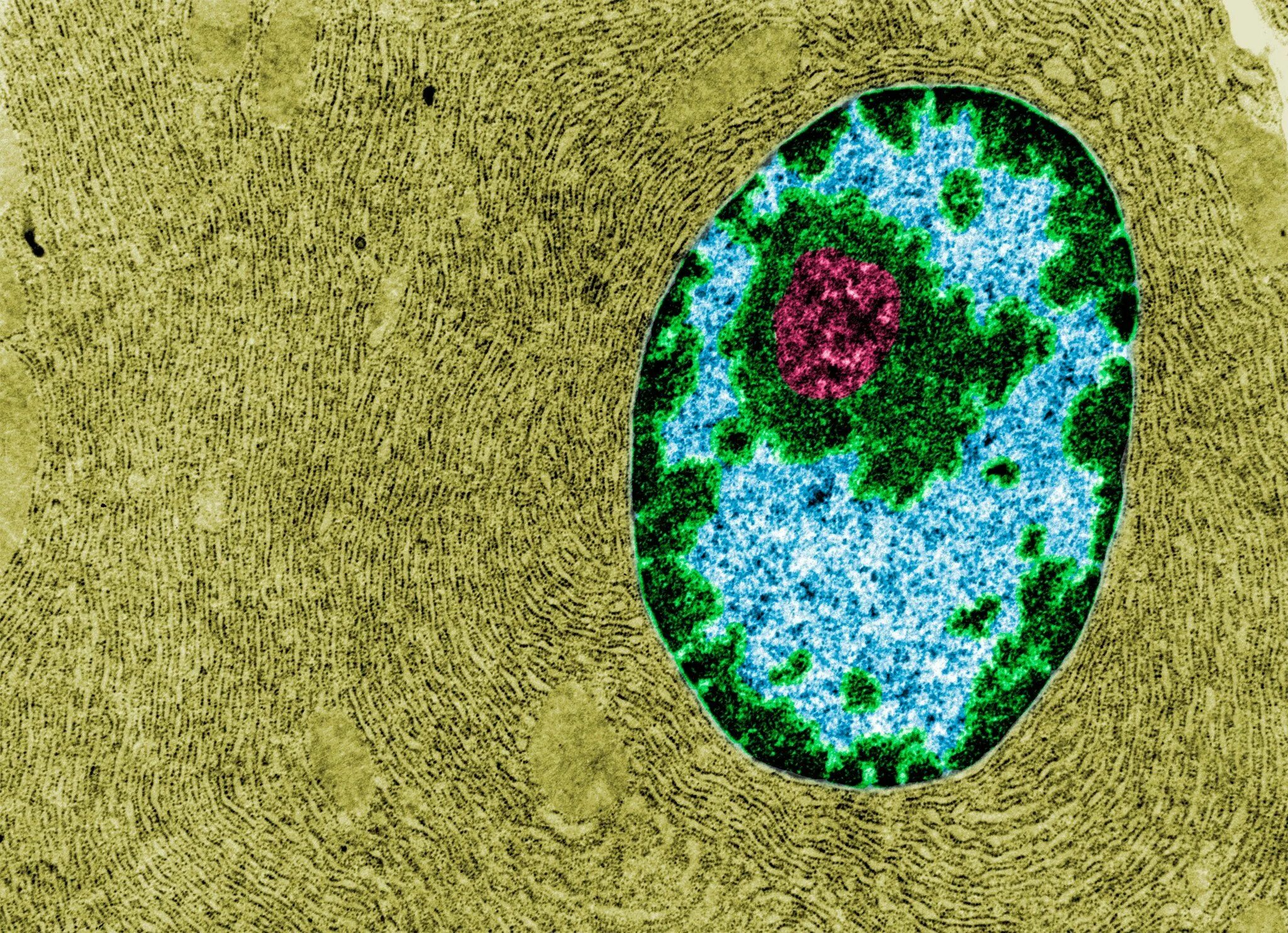 Живая клетка покрыта. Клетка биология. Живая клетка. Клеточное ядро. Cell Nucleus.