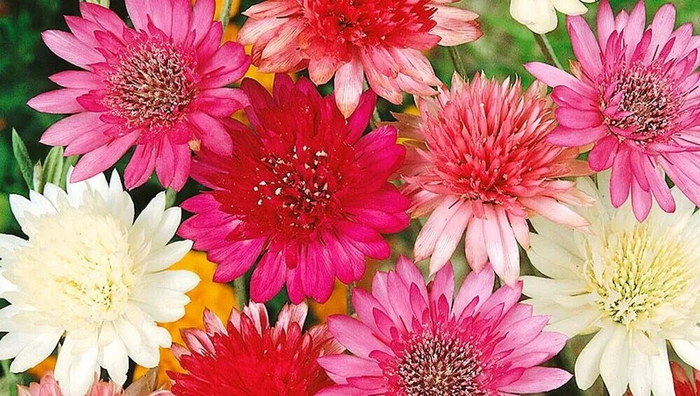 Цветок ксерантемум. Ксерантемум сухоцветник. Бессмертник однолетний - xeranthemum annuum. Ксерантемум дикий. Ксерантемум сухоцветник.
