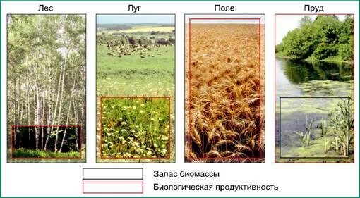 Что такое биоразнообразие и биомасса 7 класс. Что такое биоразнообразие и биомасса 7 класс