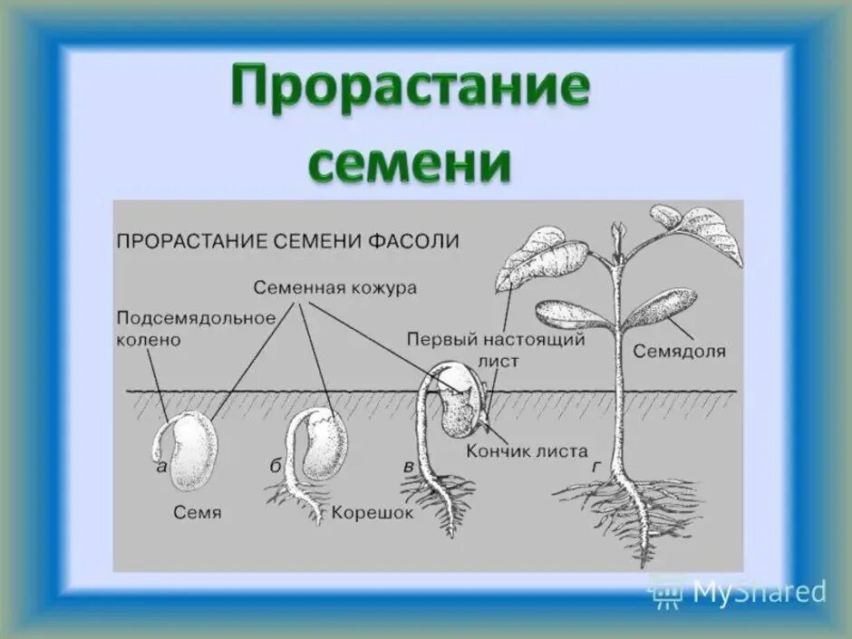 Схема этапы прорастания семян. Схема прорастания семян 6 класс. Фазы прорастания семян фасоли. Схема прорастания фасоли.