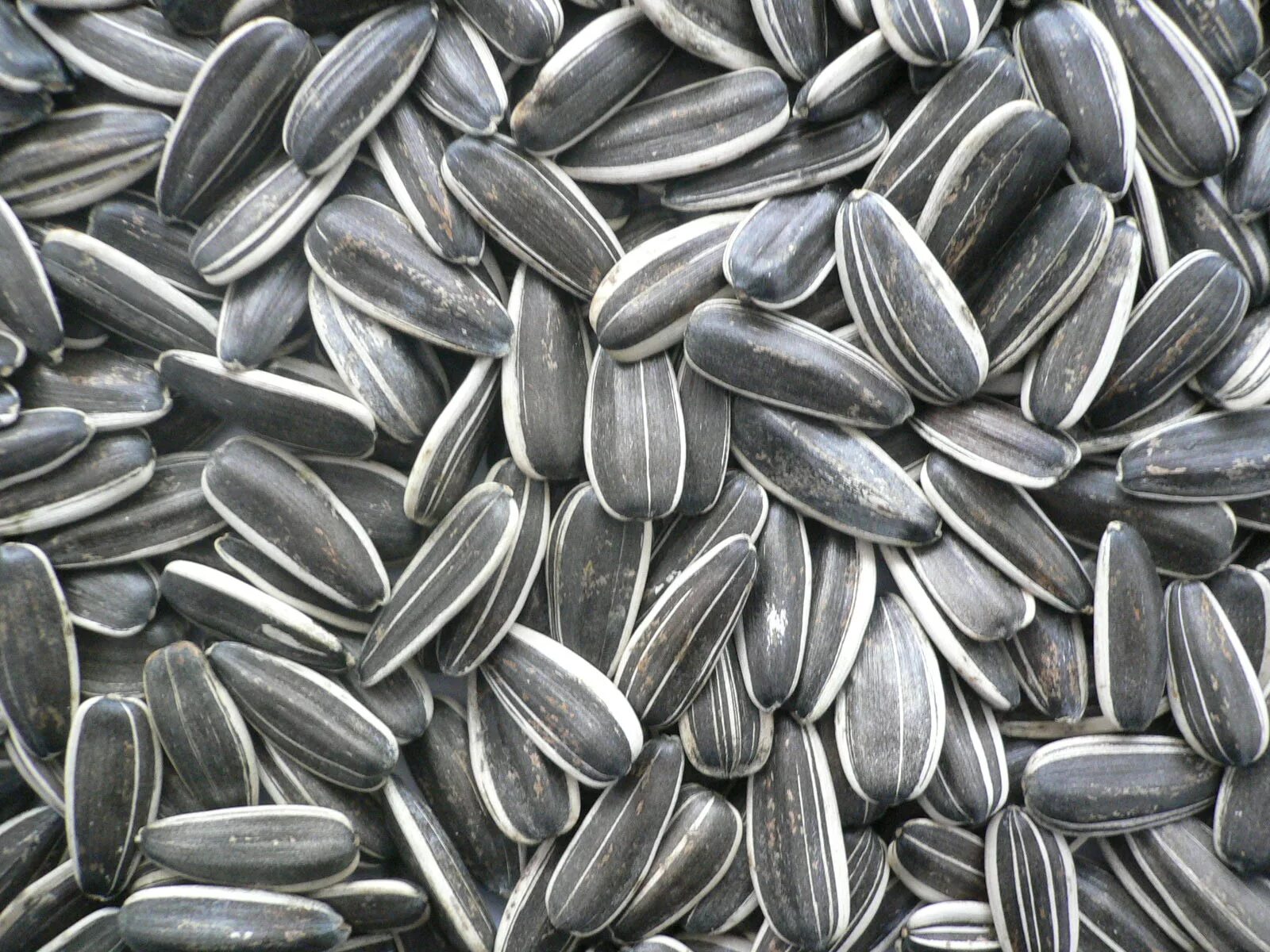 Картинка семечки. Семечки sunflower seeds. алтайские семена подсолнечника калибр. семена подсолнечника (sunflower seeds. семечка пузанок.