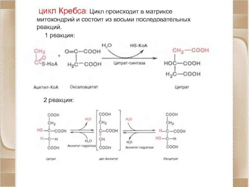 Ход реакций цикла кребса. 2 реакция цикла кребса. первая реакция цикла кребса. цикл кребса биохимия реакции формулы. цикл кребса уравнения реакций.