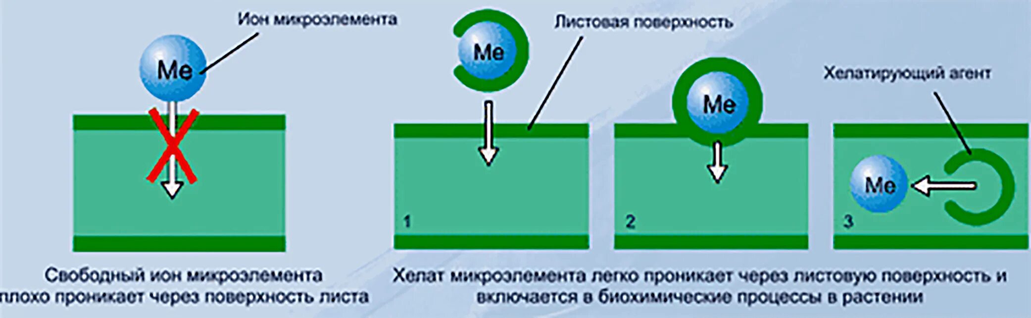 Хелатные микроэлементы. Хелатная форма. хелатирующие препараты. хелатные соединения. микроэлементы в хелатной форме.