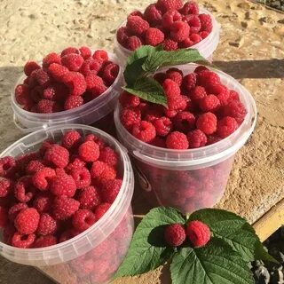 Сколько сейчас стоит малина