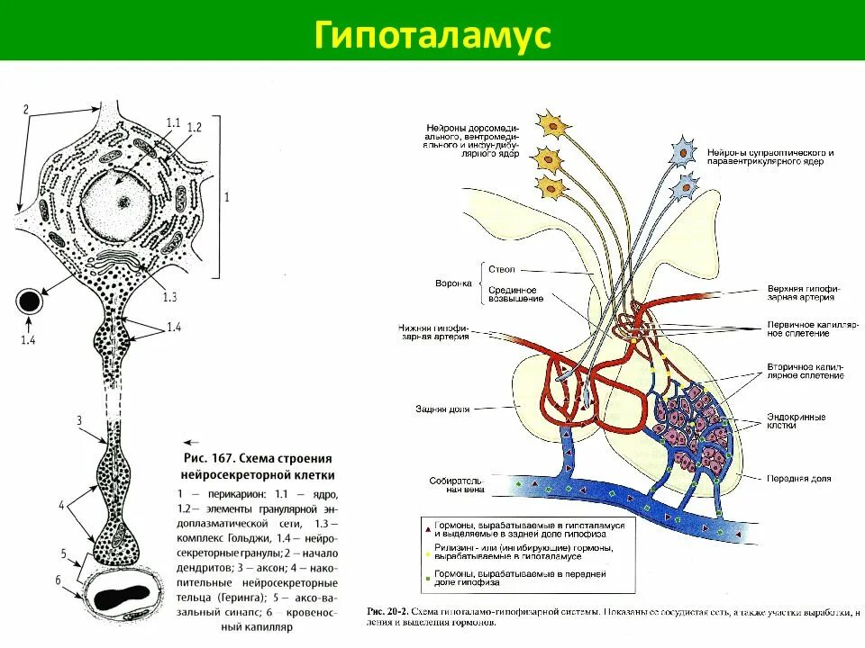Нейроны ядер гипоталамуса. Схема строения нейросекреторной клетки. гистологическое строение гипоталамуса. нейросекреторные клетки гипоталамуса. нейросекреторные клетки гипоталамуса препарат.