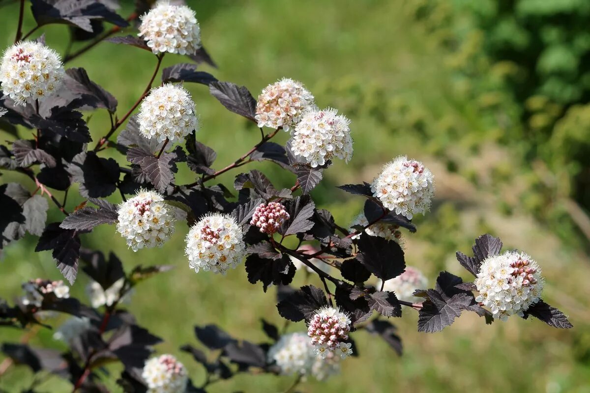 Обрезают ли на зиму пузыреплодник. Пузыреплодник амурский. physocarpus opulifolius diabolo. пузыреплодник нанус. пузыреплодник калинолистный «рэд барон».