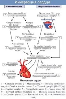 Нервы сердца