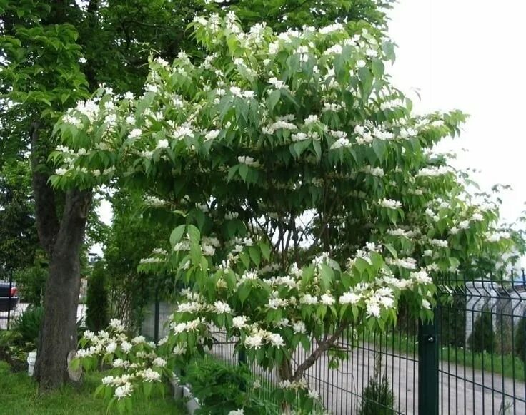 Жимолость маака / lonicera maackii maxim. Жимолость маака - lonicera maackii. Жимолость маака. Lonicera maackii (жимолость). Жимолость маака.