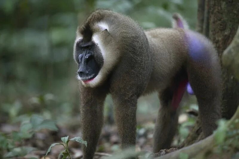 Drill monkey
