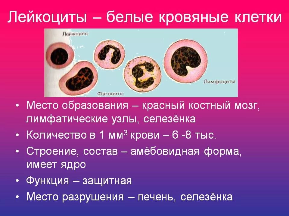 Лейкоциты форма и строение. Лейкоциты форма тела. Форменные элементы лейкоциты лимфоциты. Лейкоциты форма тела. Лейкоциты форма тела.