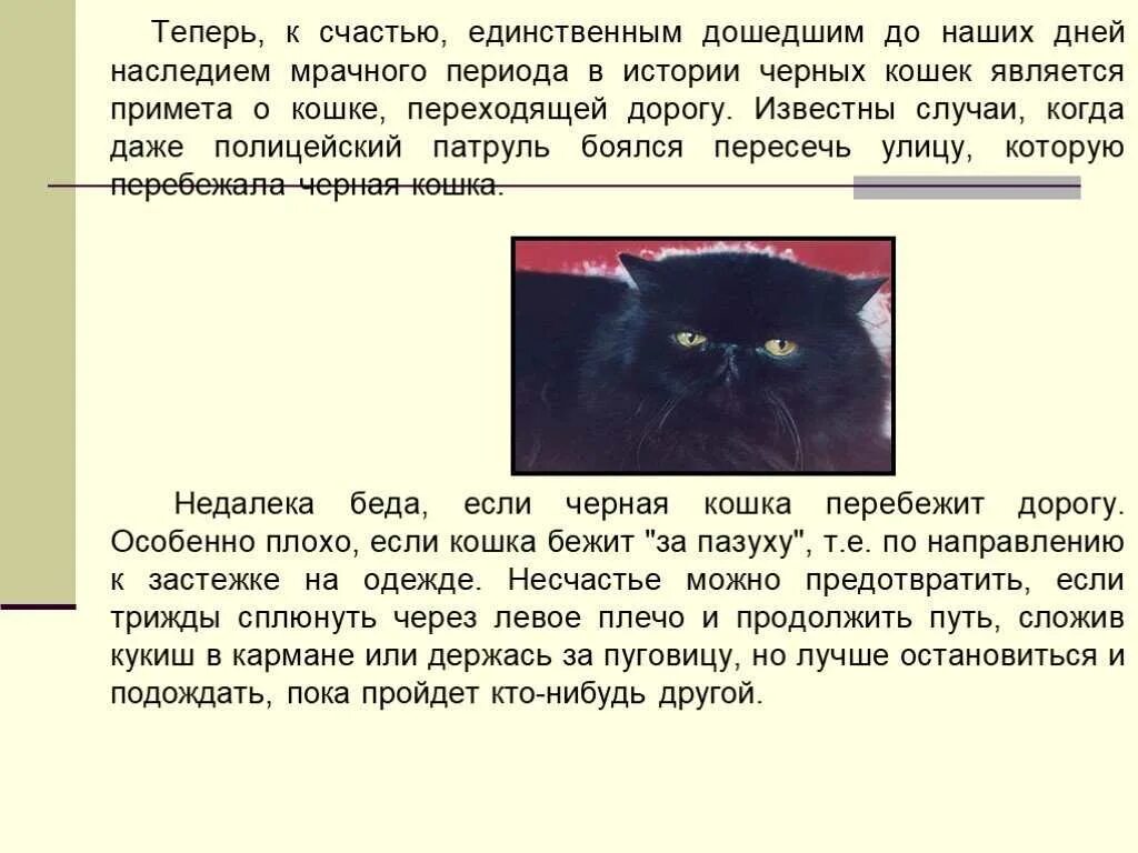 Рассказ про черного кота. Рассказ о черном коте. Чёрный кот дома приметы и суеверия. Интересные факты о черных котах. К чему приходят кошки примета