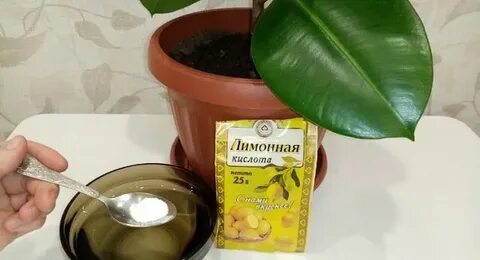 Комнатная кислота