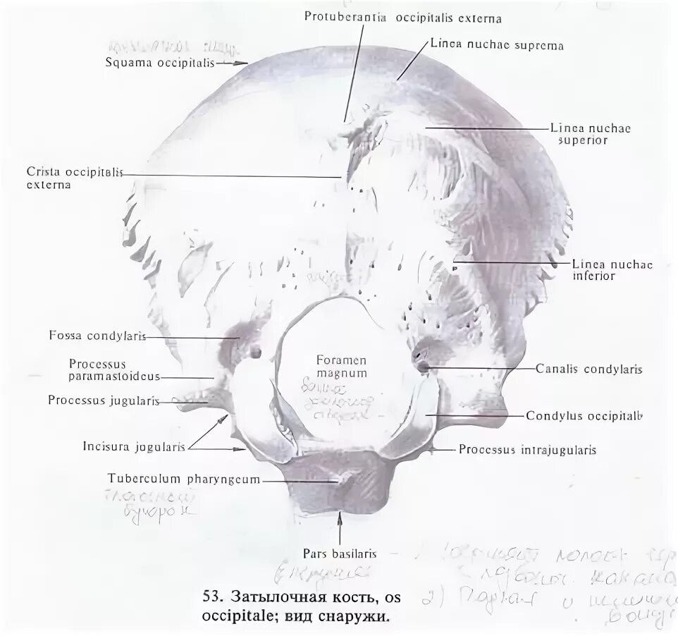 Затылочная кость на латыни. Затылочная кость топография строение. Затылочная кость на латыни. Сосцевидный край затылочной кости латынь. Затылочная кость черепа анатомия латынь.