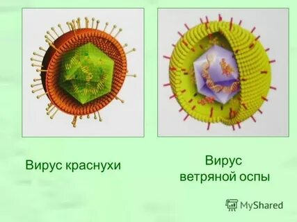 Возбудитель краснухи является